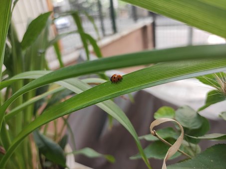 Free Bug Nature photo and picture