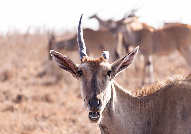 Hirsch, Wilder Hirsch, Safari