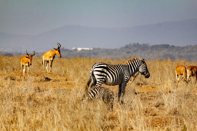 Zebra, Hirsch, Bock, Tierwelt, Safari