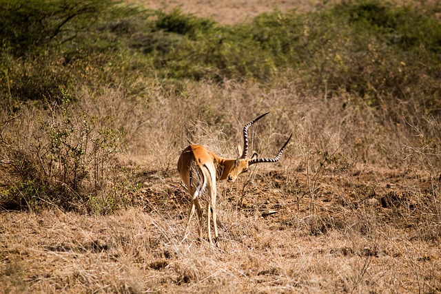Hirsch, Bock, Wilder Hirsch, Safari