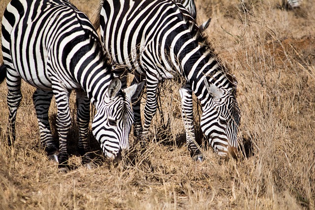 Zebras, Pferde, Streifen, Säugetiere