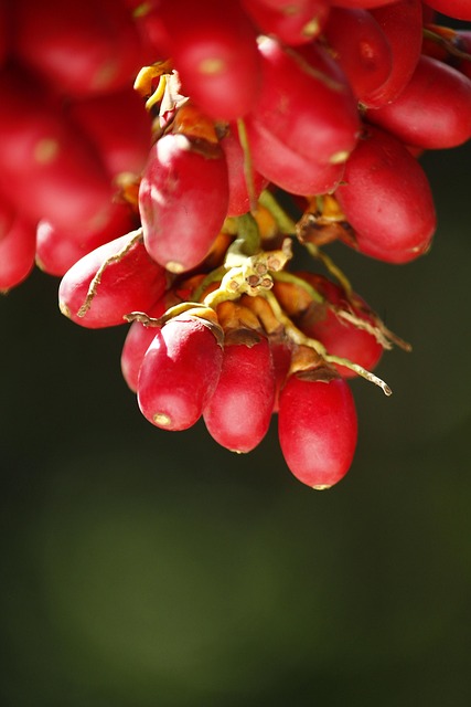 Ovoce, Bobule, Organické, Vitamín, Makro