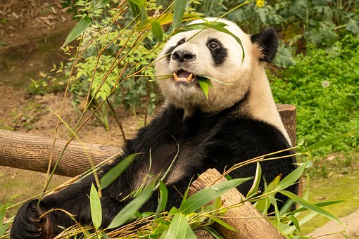 Panda, Großer Panda, Bär, Tier, Tierwelt