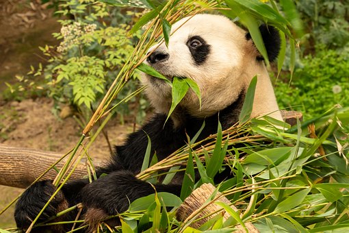 Panda, Großer Panda, Bär, Tier, Tierwelt