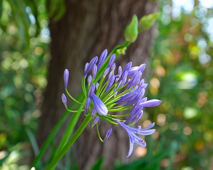 Free Flower Petals photo and picture