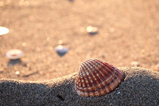 Free Shell Beach photo and picture