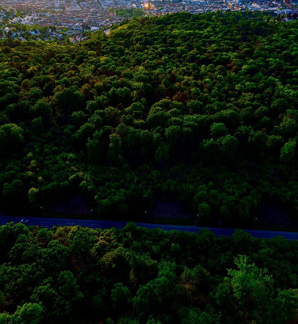 Bosque, La Carretera, Sendero, Paisaje