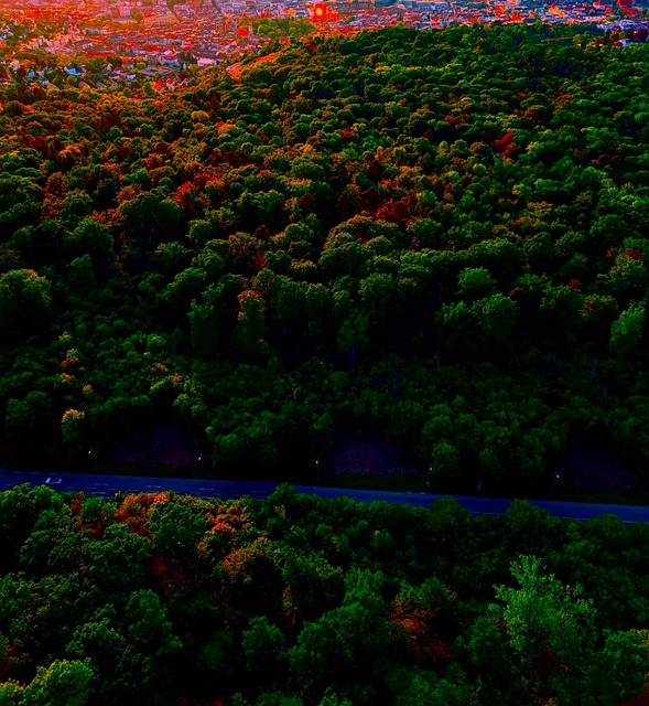 Bosque, La Carretera, Sendero, Paisaje