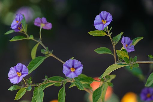 Free Flowers Petals photo and picture