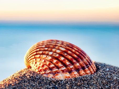 Free Shell Beach photo and picture