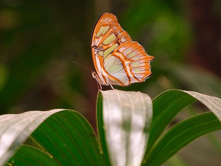 Free Butterfly Insect photo and picture
