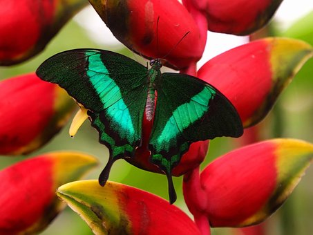 Free Butterfly Insect photo and picture