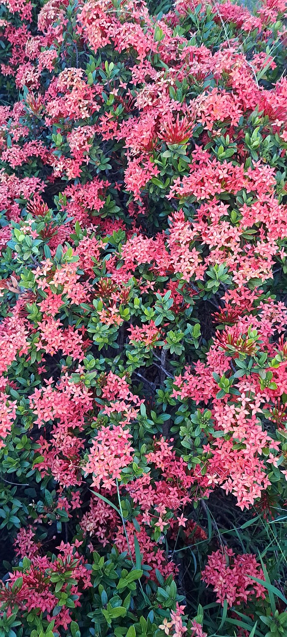 Page Flowers Beautiful Free photo on Pixabay Pixabay