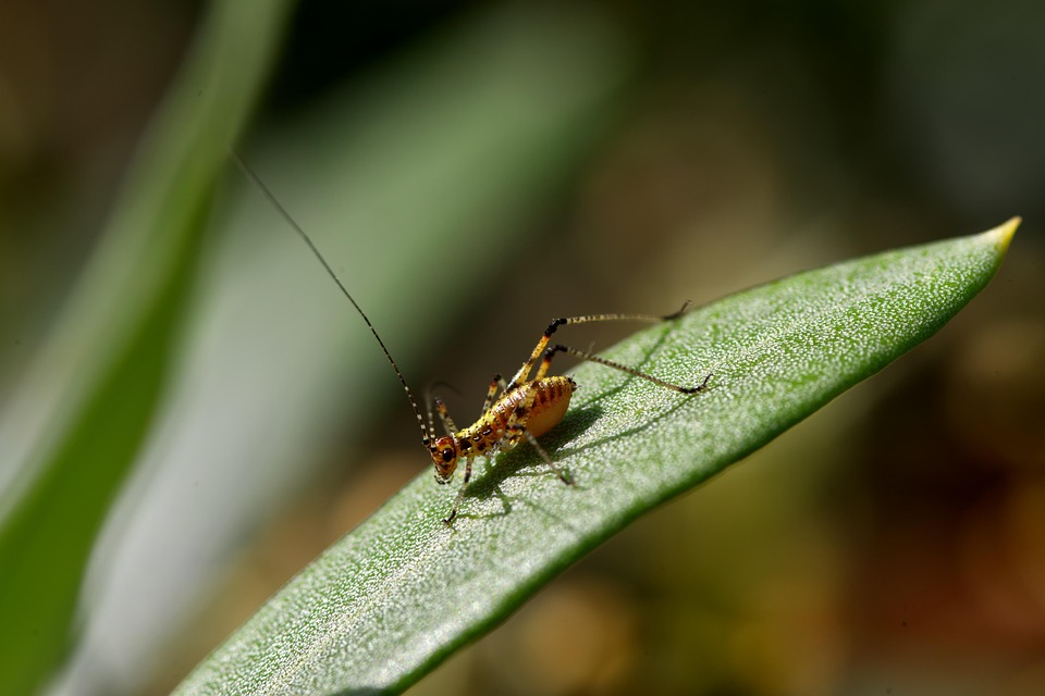 Loqus Insect Grasshopper Locust Insect - Free photo on Pixabay