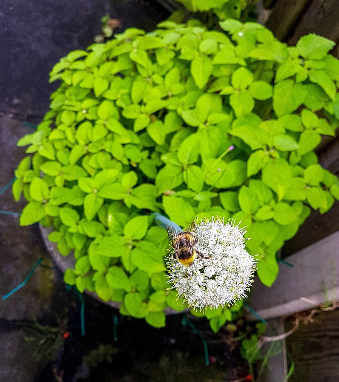 Bee Outside Outdoor Nature Bee - Free photo on Pixabay - Pixabay