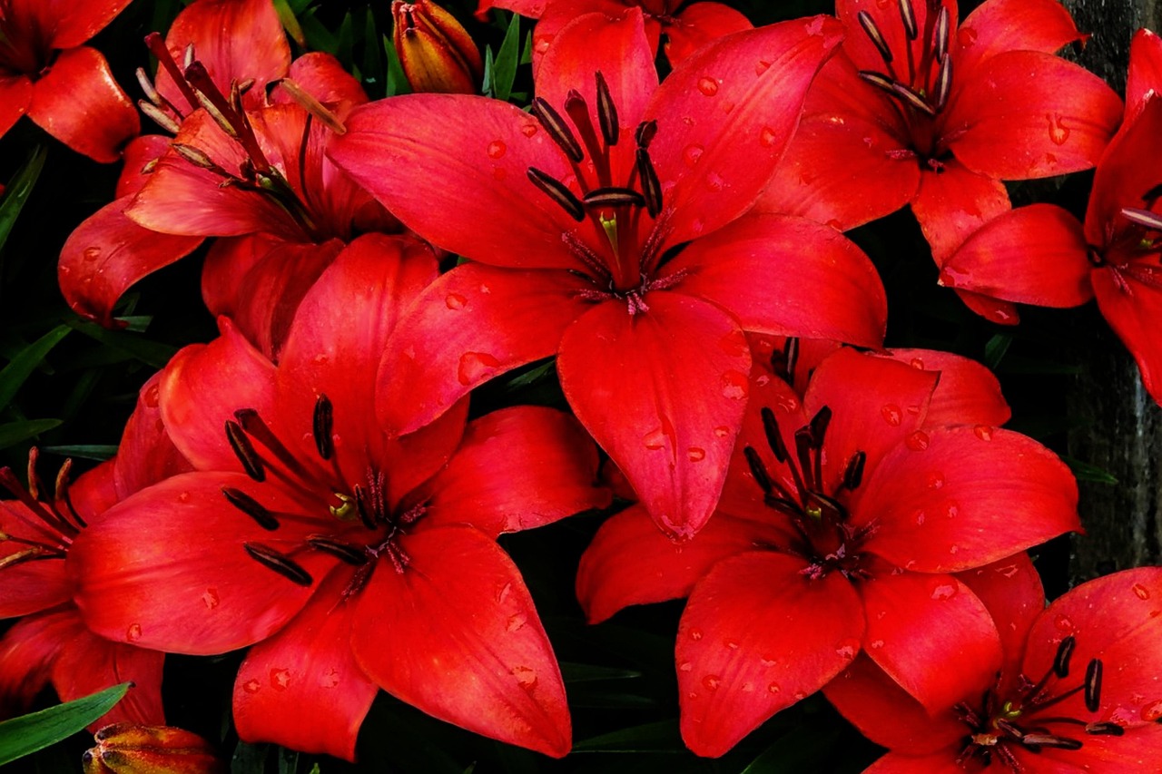 Bunga-Bunga Merah Kelopak - Foto gratis di Pixabay - Pixabay