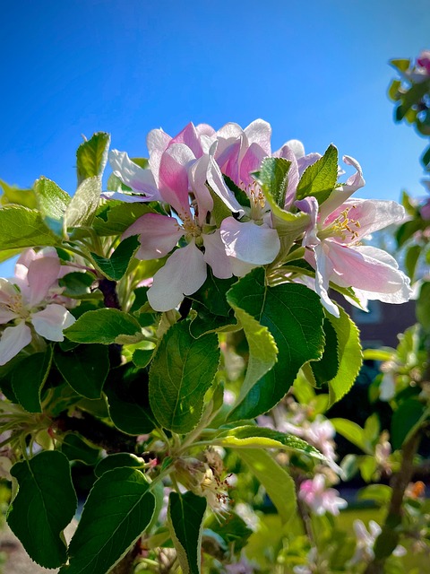 Blomster, Blomst, Forår, Træ, Natur, Sol
