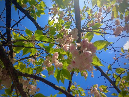 Cherry Blossom, Blomst, Natur, Forår