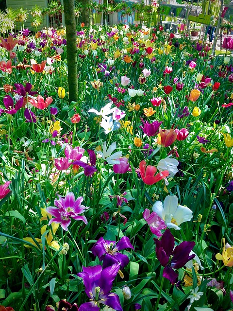Blomster, Farverig, Natur, Have, Forår