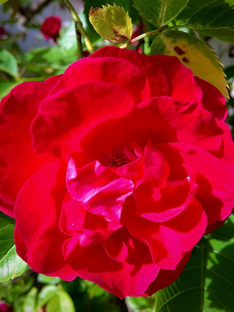 Rose, Blomst, Blomstre, Have, Forår
