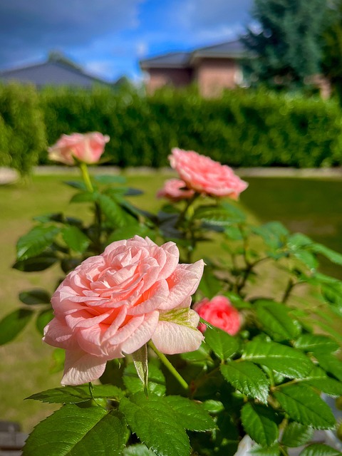 Roser, Blomster, Plante, Natur, Forår