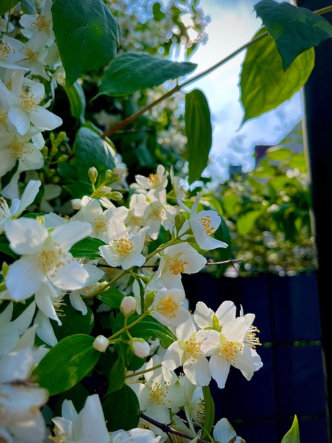 Blomstre, Blomster, Plante, Forår, Natur