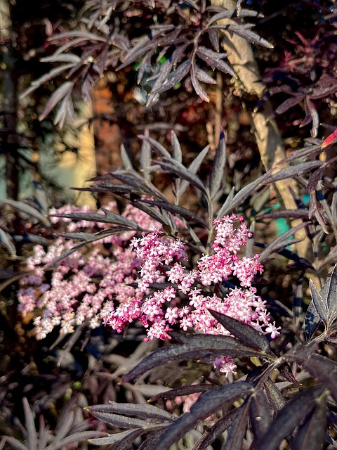 Blomster, Blade, Forår, Natur, Blomstre