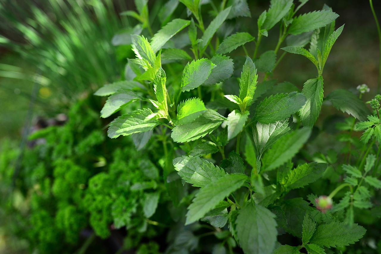 Herbs Botany Sage Garden Free photo on Pixabay Pixabay