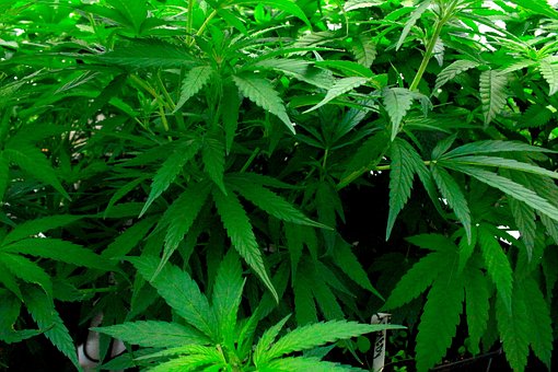 Free Cbd Herb photo and picture