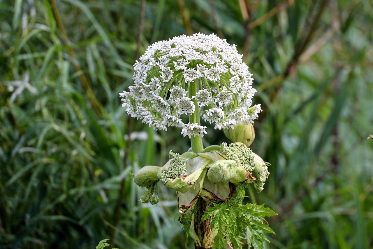 Plant Toxic Hogweed - Free photo on Pixabay - Pixabay