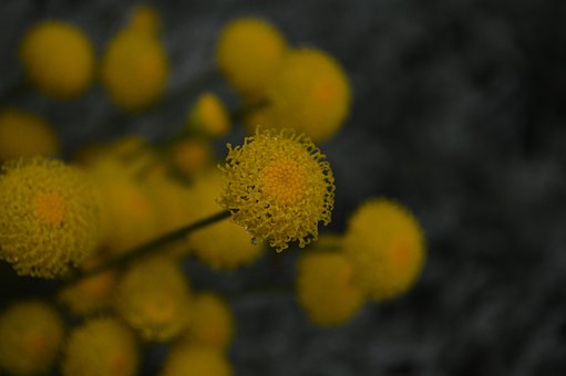 Flor, Planta, Natureza, Amarelo, Fundo