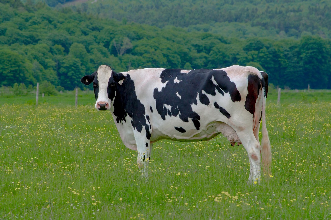 Animal Cow Mammal Free Photo On Pixabay Pixabay Animal Cow Mammal Free Photo On Pixabay Pixabay