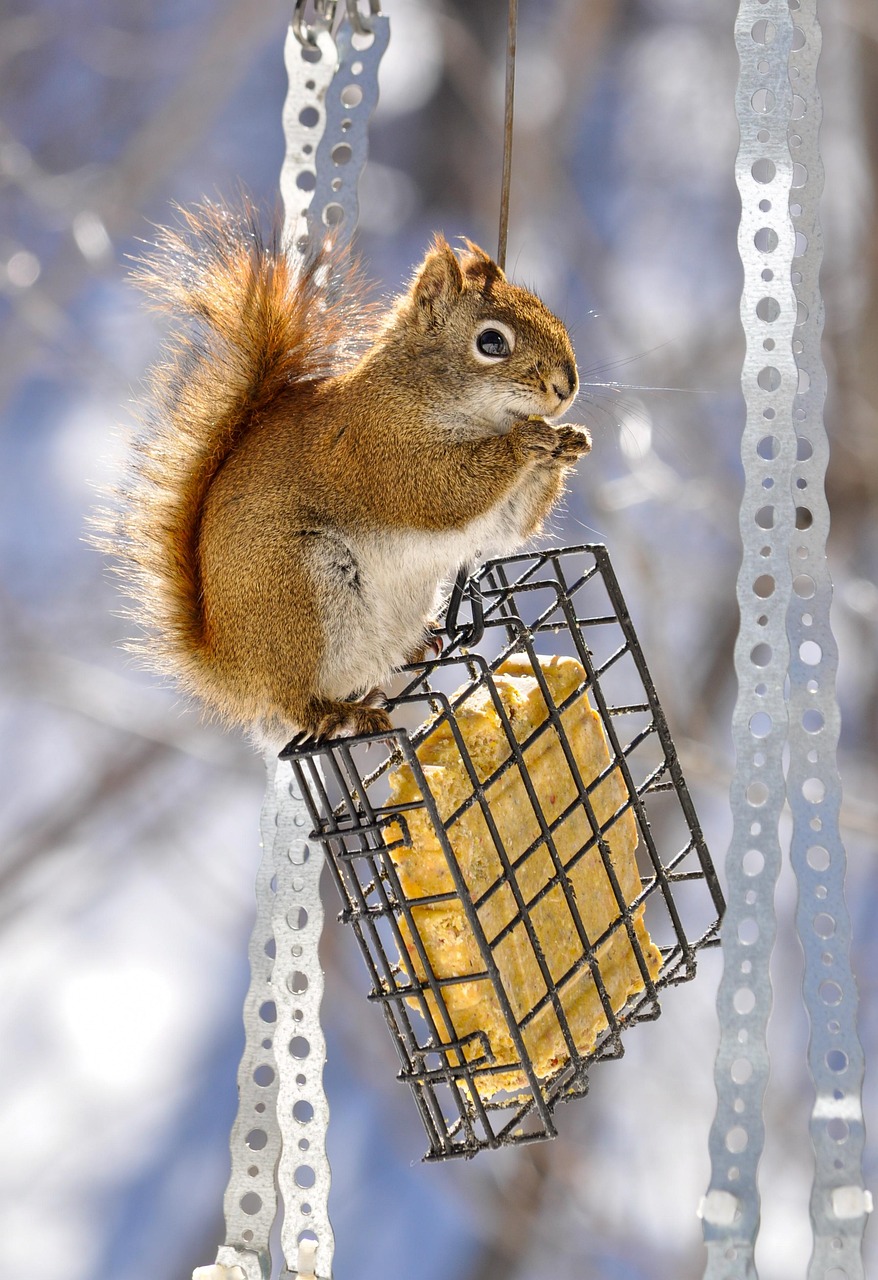 Squirrel Rodent Mammal Free photo on Pixabay Pixabay