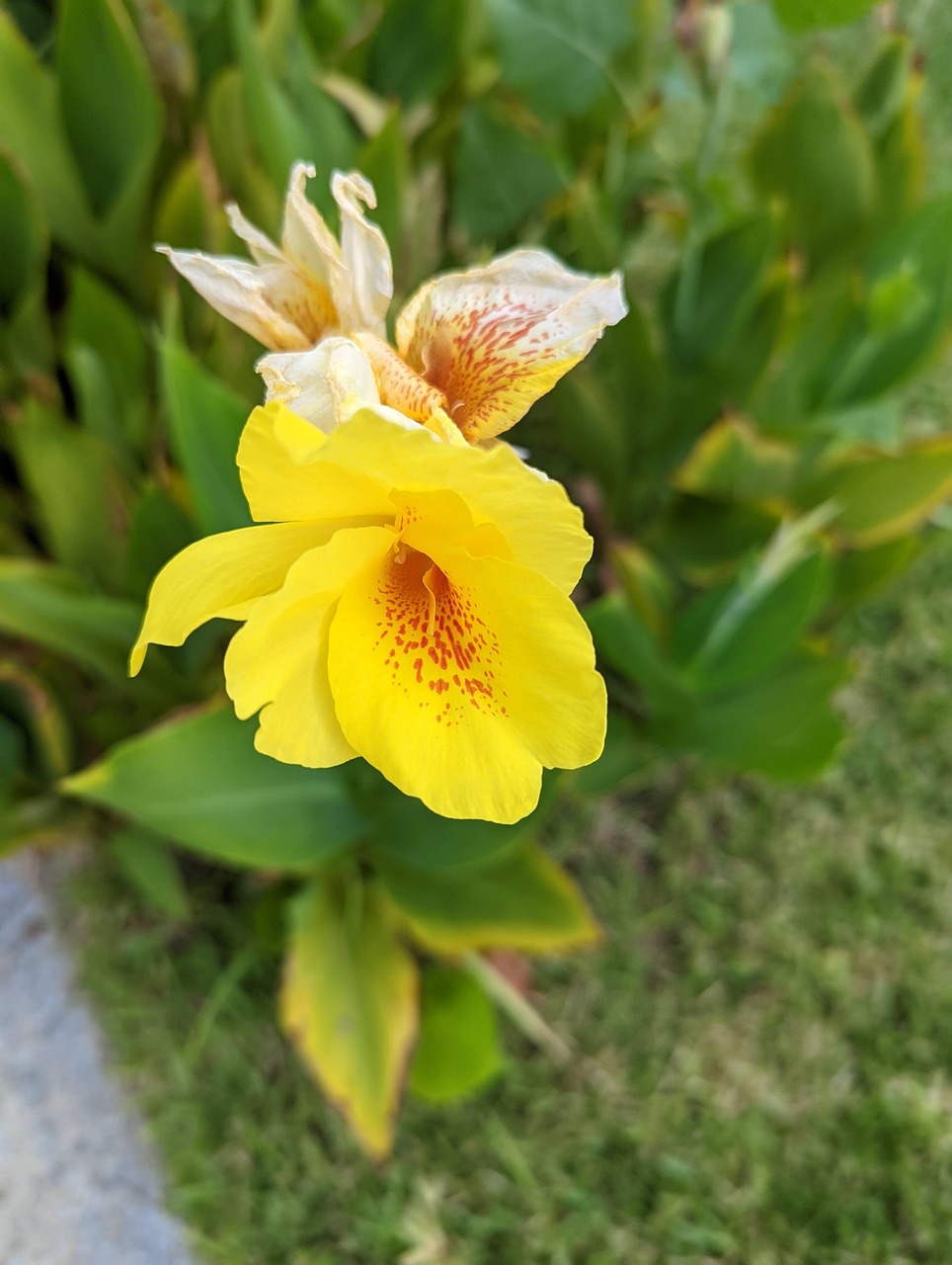 Lily Bloom Flower Free photo on Pixabay Pixabay