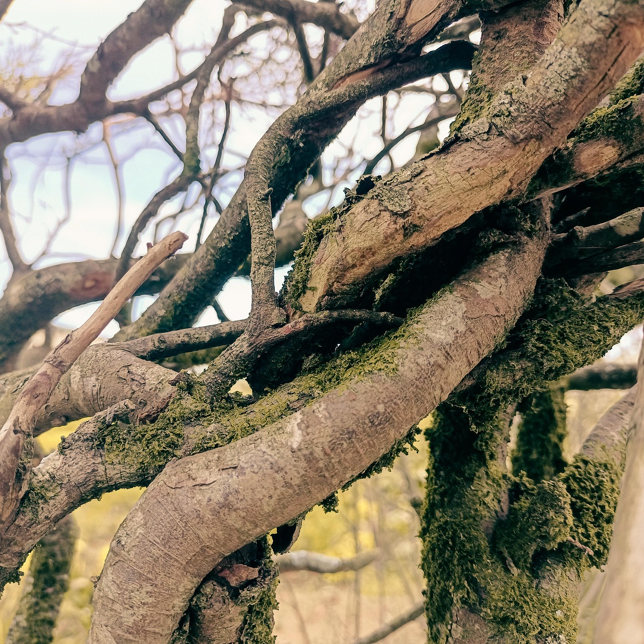 树 枝杈 生活 - Pixabay上的免费照片 - Pixabay