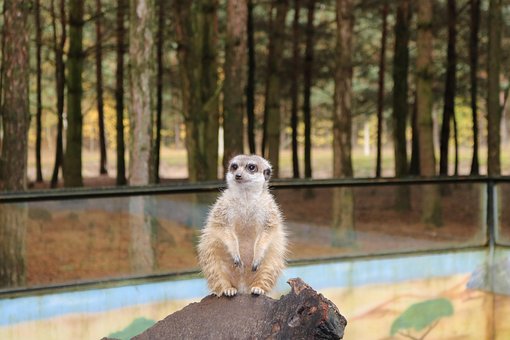 Free Zoo Animal photo and picture