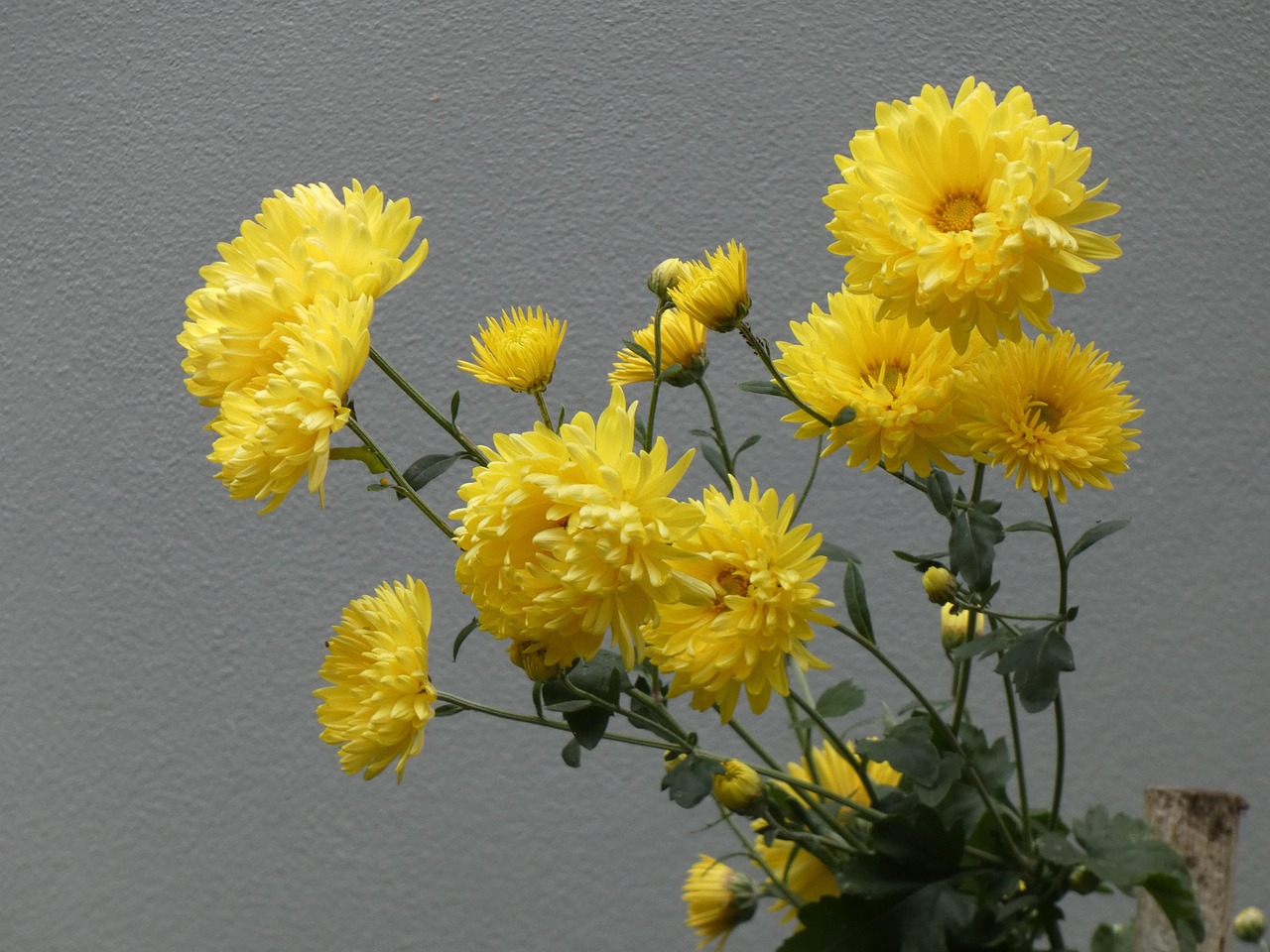 Flowers Botany Bloom - Free photo on Pixabay - Pixabay
