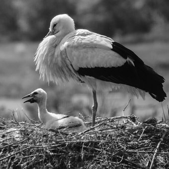 Storch, Vogel, Nest, Natur, Geburt