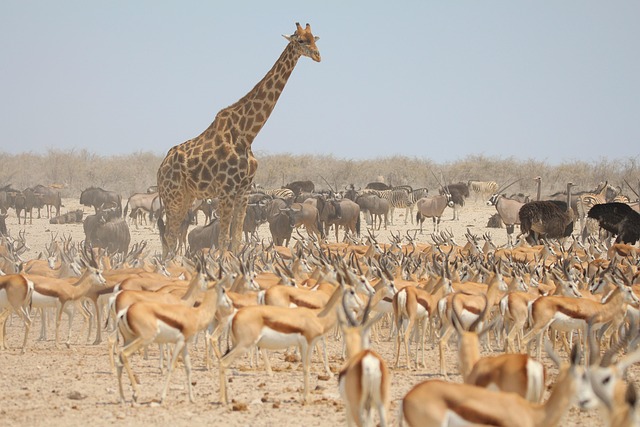 Etosha, Namibië, Safari, Giraffe