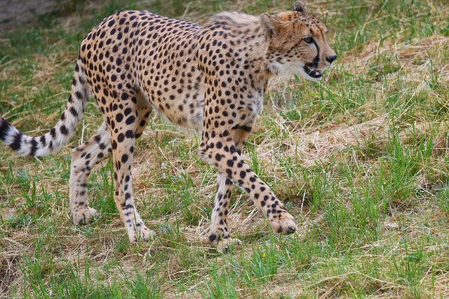 Free Cheetah Animal photo and picture