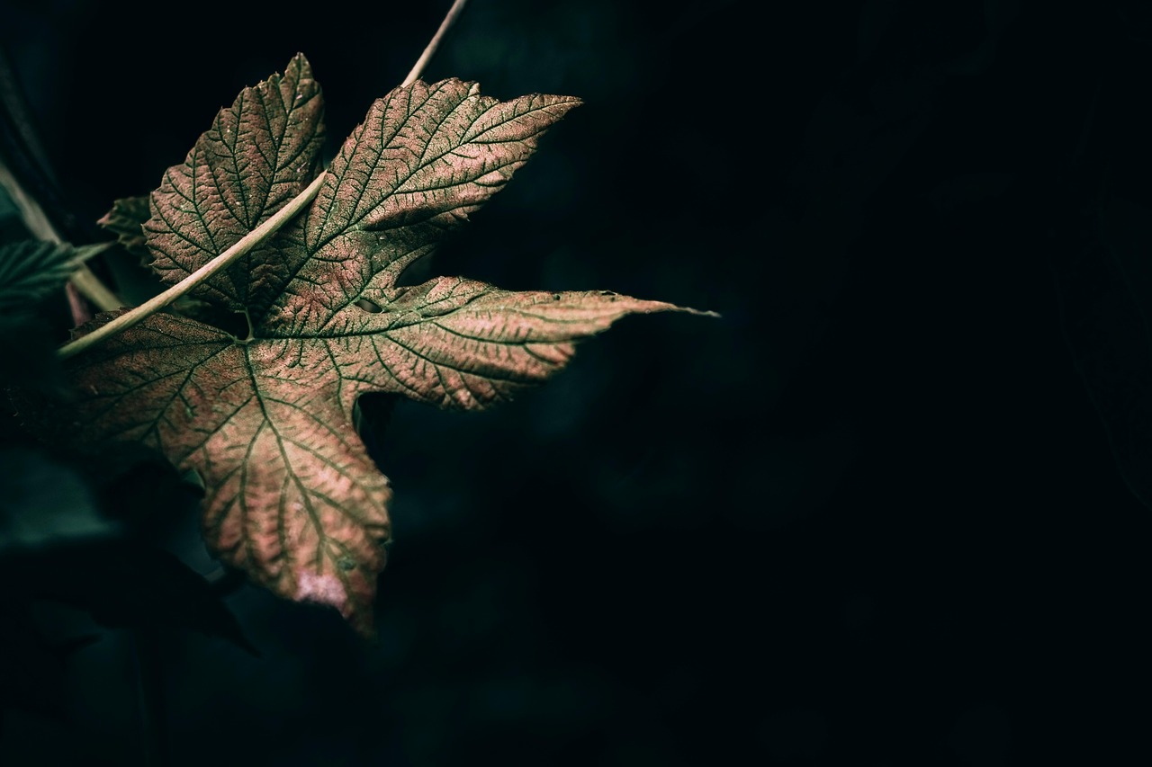Vine Leaf Plant Free photo on Pixabay Pixabay