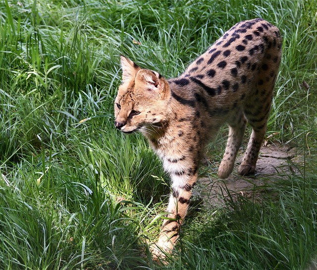 Free Servant Cat photo and picture