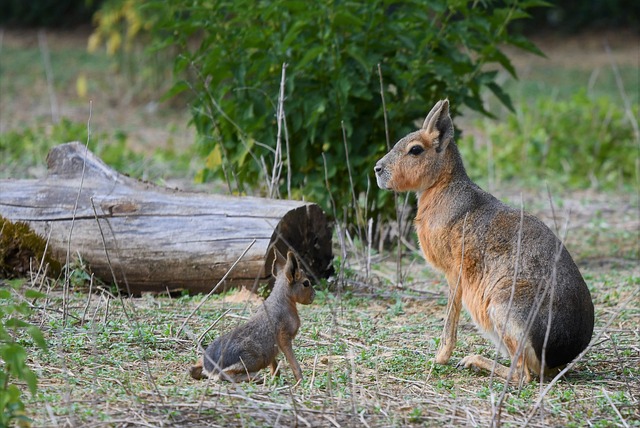 Free Mara Rodent photo and picture