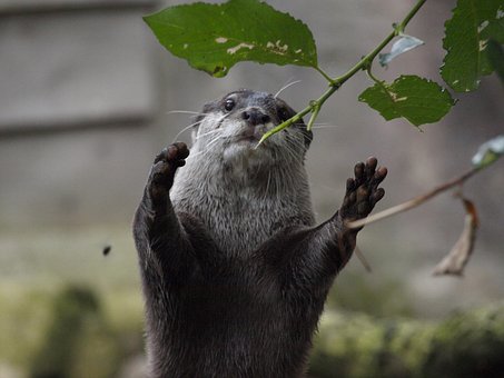 Odder, Sød, Forståelse, Pote, Poter, Dyr