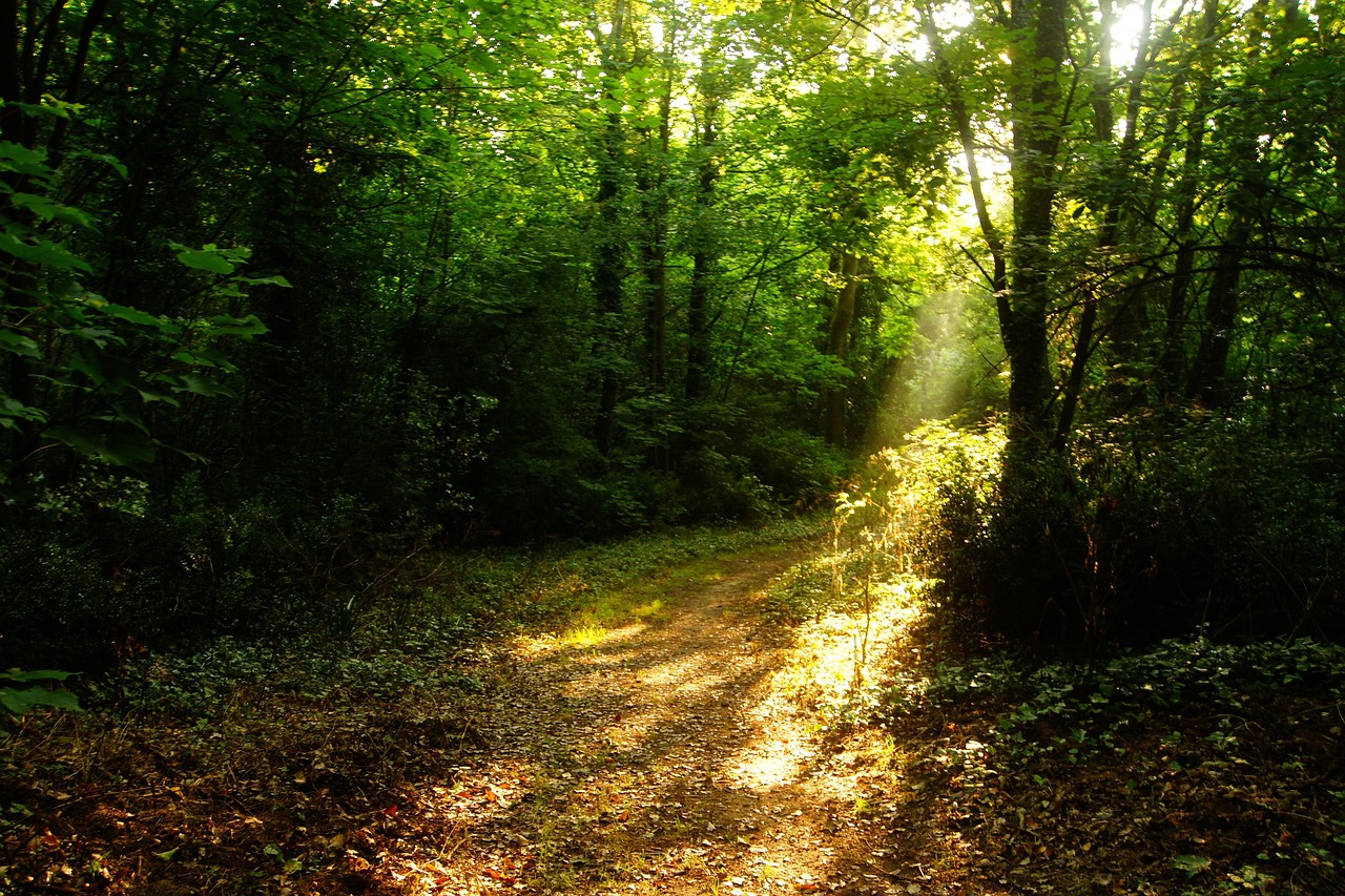 Forest Ray Of Sunshine - Free photo on Pixabay - Pixabay