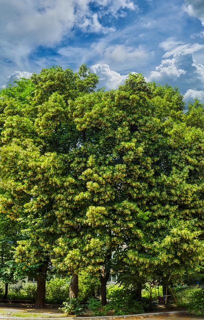 Free Summer Old Linden photo and picture