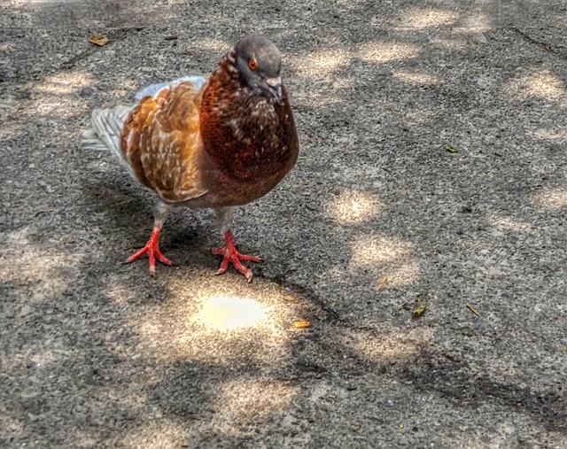 Free Pigeon Nature photo and picture