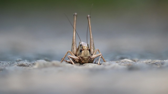 Free Grasshopper Caelifera photo and picture