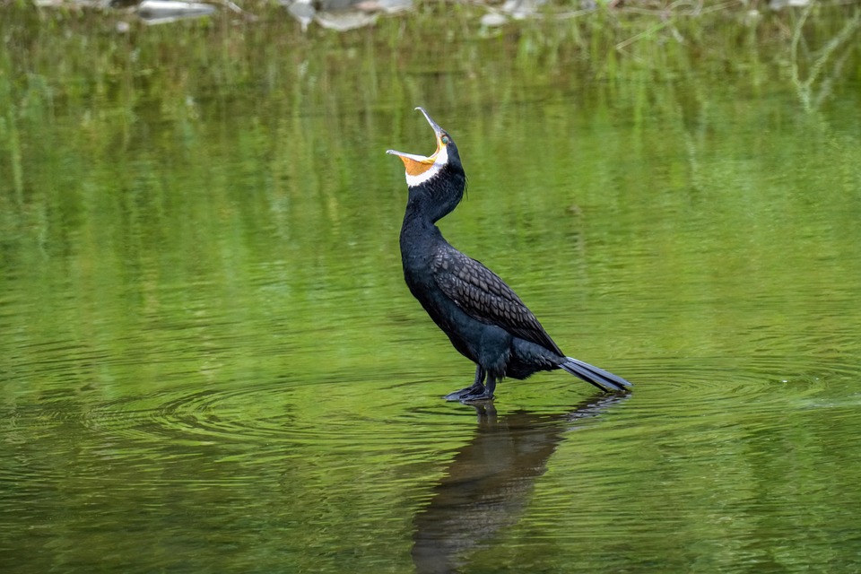 Cormorant Bird Animal Free photo on Pixabay Pixabay