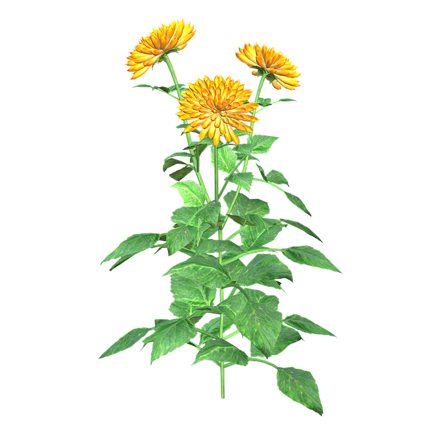 Free Flower Plant illustration and picture